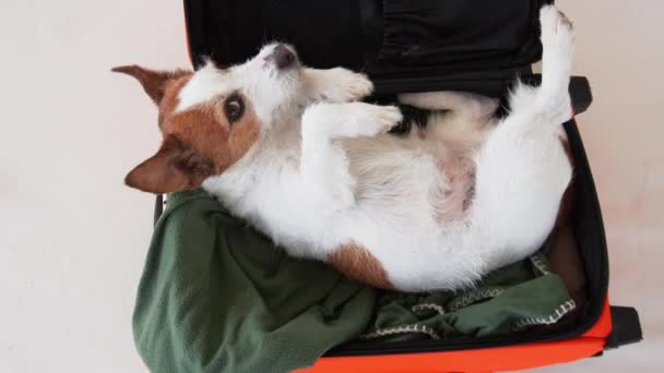 Perro Una Maleta Viajando Con Una Mascota Funny Jack Russell — Vídeo de stock