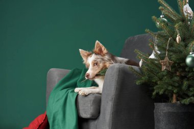  Collie sınırı, Noel ağacının yanında, stüdyo tatil sahnesi. Köpekler özenli bakışlar dingin şenlik atmosferine katar