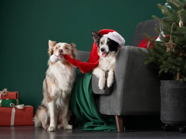 Bayram kıyafetli Sınır Köpekleri eğlenceye hazır. Bir köpek Noel Baba şapkası takıyor, diğeri de Noel ağacı zeminli bir eşarp.