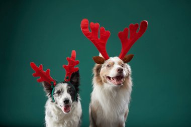 Ren geyiği boynuzu takmış iki Border Collie, tatil neşesinin stüdyo fotoğrafı. Hevesli ve neşeli, neşeli ruhu kaprisli bir köpek stüdyosunda somutlaştırıyorlar.