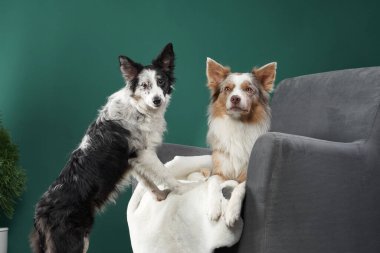 Stüdyoda karşıt davranışlar sergileyen iki Border Collies sergisi. Bir köpek ayakta dikilirken diğeri dinleniyor, her ikisi de cazibeli.