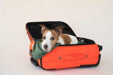 Çantadaki köpek. Bir evcil hayvanla seyahat etmek. Bej arka planda komik Jack Russell Terrier