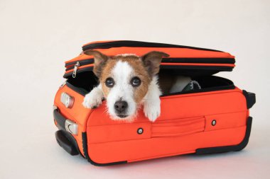 Çantadaki köpek. Bir evcil hayvanla seyahat etmek. Bej arka planda komik Jack Russell Terrier