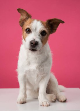 Meraklı köpek, pembe stüdyo cazibesi. Bir Jack Russell Terrier, parlak pembe bir arka plana karşı sezgisel bir bakışla poz veriyor.