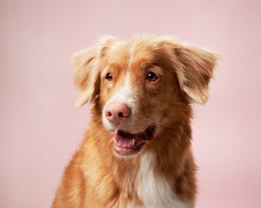 Nazik köpek, dingin pastel fon. Nova Scotia Duck Tolling Retriever, pembe bir geçmişi olan bir stüdyoda yumuşak bir bakış sunuyor.