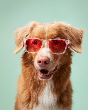 Güneş gözlüklü şık köpek yavrusu, stüdyo eğlencesi. Bir Nova Scotia Duck Tolling Retriever spor, pembe güneş gözlüğü. Yumuşak bir turkuaz stüdyo sahnesine yetenek katıyor.. 