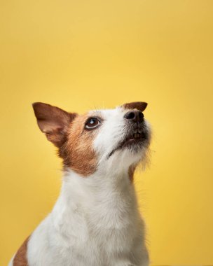 Özenli köpek, altın parıltı. Bir stüdyoda, Jack Russell Terrier yukarı bakar, merakla bakar.