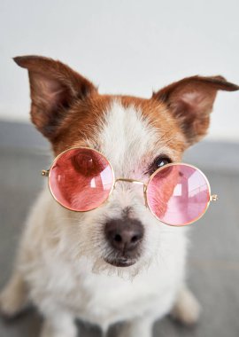 Pembe gözlüklü Jack Russell. Garip köpek, parlak kalpli bir düzende bilimsel bir titreşim yayar.