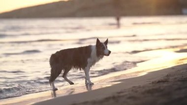 Altın günbatımı yürüyüşü, Sınır Köpekleri sükuneti. Güneş ufuktan batarken, gün sonunda barışçıl yansımalarını somutlaştıran bir Border Collie deniz kenarında geziniyor.