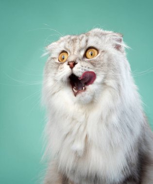 Geniş gözlü, tüylü beyaz önlüklü, şok olmuş bir İskoç Katliamı kedisi, deniz mavisi arka planına şaşırmış gibi görünüyor. Ağzı açık ve dikkatli bakışları görüntüye komik bir dokunuş katıyor.