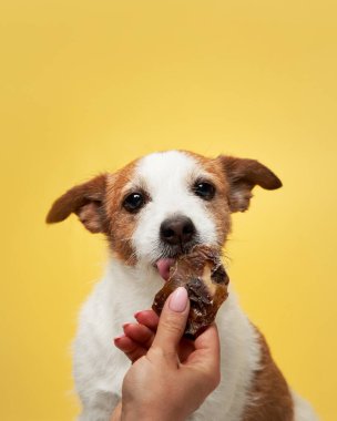 İkramlı köpek. Komik Jack Russell Terrier sarı arka planda kurutulmuş et yiyor. Evcil hayvan. 