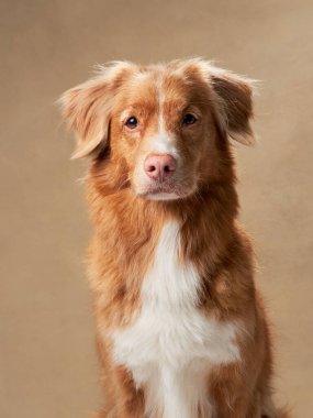 Nova Scotia Duck Tolling Retriever 'ın portresi. Stüdyonun arka planında durgun duruyor. Köpekler, merak ve sakinliğin bir karışımını yansıtır.
