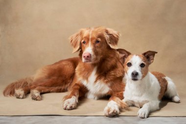 Bir Nova Scotia Duck Tolling Retriever ve Jack Russell Terrier stüdyo ortamında huzurlu bir anı paylaşıyorlar. İfadeleri arkadaşlık duygusunu yansıtıyor. İki köpek birlikte. 