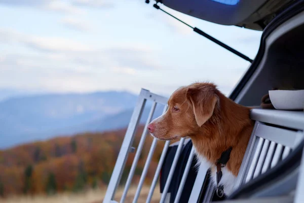 Dog gazes out from car, adventure awaits. A Nova Scotia Duck Tolling Retriever looks out from an open trunk, poised for a journey amidst autumnal hills
