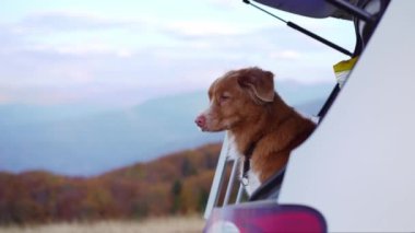 Köpekle seyahat et. Bir Nova Scotia Duck Tolling Retriever, sakin bir sonbahar manzarasına karşı bir arabadan dışarı bakar.
