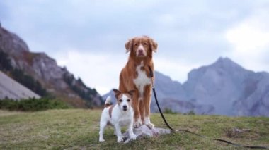Doğada iki köpek. Nova Scotia Duck Tolling Retriever ve Jack Russell Terrier sisli bir dağ yolunda macerayı bekliyorlar.