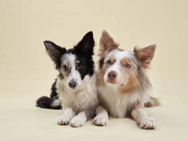 Border Collies karşıt paltolarını sergiliyor. Siyah ve beyaz ve kırmızı merle köpekleri yan yana yatar, ruh dolu gözler.