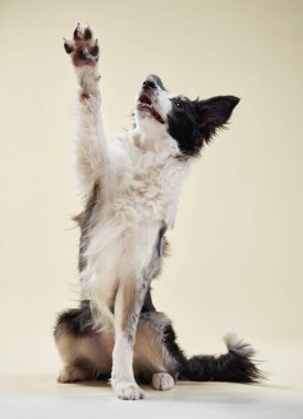  Bir Border Collie patisini selam durarak kaldırır, siyah ve beyaz kürk yumuşak bej arka plana karşı tezat oluşturur
