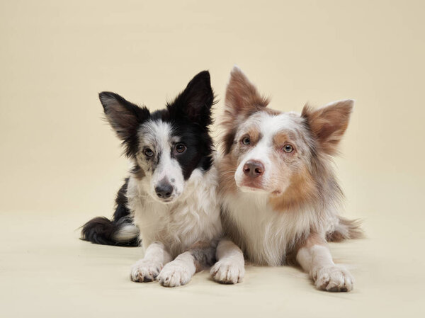Los Border Collies Muestran Sus Abrigos Contrastantes Blanco Negro Rojo — Foto de Stock