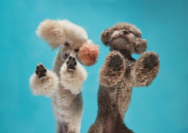 Mavi üzerine iki kaniş. Pençeler oyuncu bir stüdyo pozunda. Yumuşak ve anlamlı, merak ve cazibeyle uzanıyorlar. Aşağıdan gelen köpek