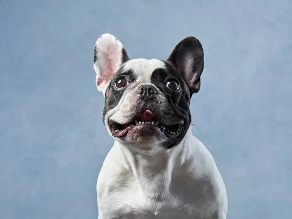 French Bulldog tilts head in studio, curiosity captured in one adorable glance. Its black and white coat dog stands out against the blue backdrop