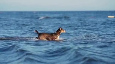 Karışık köpek cinsi okyanusun tadını çıkarır. Neşeli bir köpek denize dalıyor, sahilin eğlencesinin somut bir örneği.