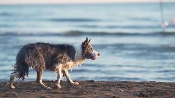 ビーチ散歩 犬が戻ってくる 海辺の冒険の精神を体現する 海岸沿いのウェットボーダーコリーワンダー — ストック動画