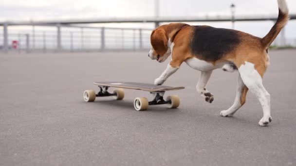 Urban Dog Skateboard Abenteuer Ein Beagle Beherrscht Das Skateboard Auf — Stockvideo