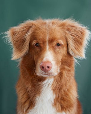 Yeşil zemine karşı düşünceli Nova Scotia Duck Tolling Retriever. Köpek stüdyoda. 