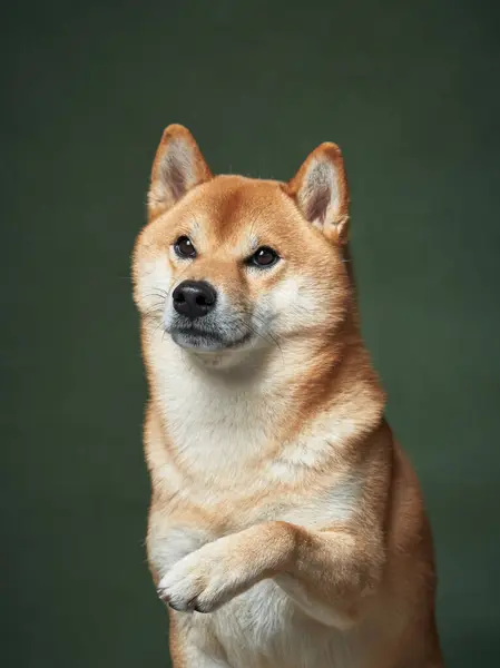 Alert Shiba Inu dog offering a paw, showcasing intelligence and training against a green backdrop