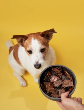 Bir Jack Russell Terrier, şımartılmaya hazır bir kâseye uzun uzun bakar. Sarı arka plan sıcak, neşeli bir ortam ekler.
