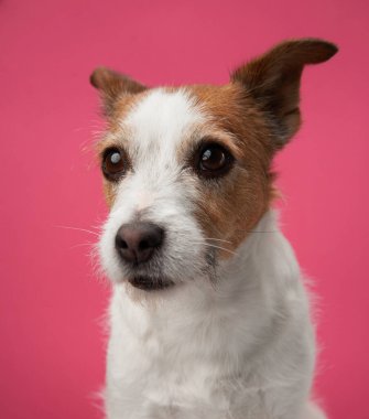Meraklı köpek, pembe stüdyo cazibesi. Bir Jack Russell Terrier, parlak pembe bir arka plana karşı sezgisel bir bakışla poz veriyor.