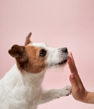 Jack Russell Terrier nazik dokunuşlardan hoşlanır. Sevecen köpek bir insanla hassas bir anda bağ kurar.