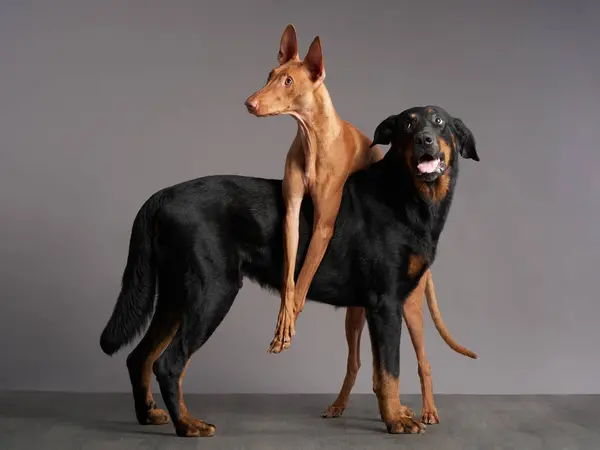 A vigilant Beauceron stands beside a poised Pharaoh Hound, both portraying calmness and alertness in a studio setting.
