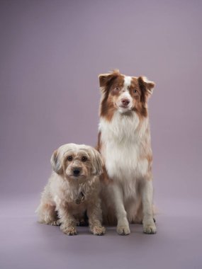 İki köpek. Dengeli bir Avustralyalı çoban köpeği ve neşeli bir Havanlı arkadaş. Leylak arkaplanına karşı yan yana otururlar.