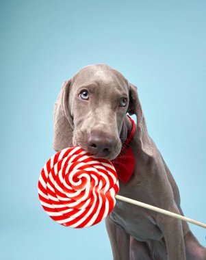 Lolipoplu Weimaraner, mavi stüdyo arkaplanı. Tatlı an, köpeklerin nazik bakışlarını ve neşeli ruhunu yakalar.