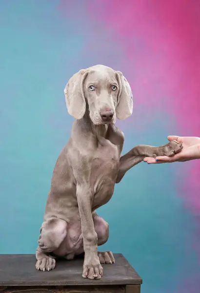 Weimaraner puppy gives a paw, pastel studio backdrop. dog trusting expression and lean build are showcased with char