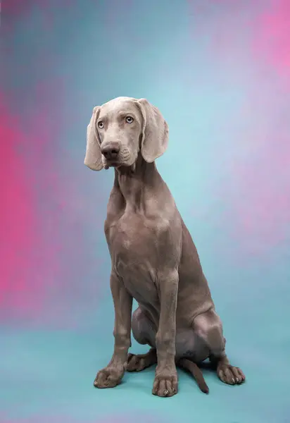 Weimaraner puppy sits, pastel studio background. The poised dogs silky coat and soulful eyes are endearing