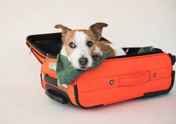 dog in a suitcase. Traveling with a pet. Funny Jack Russell Terrier on a beige background