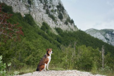 Dengeli bir köpek, zengin dağ manzarasını inceliyor. Macera dolu bir ruhu temsil ediyor. Evcil hayvan büyük açık havayı keşfediyor.
