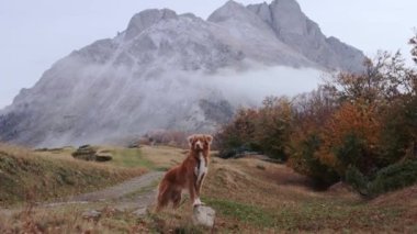 Nova Scotia Duck Tolling Retriever sisli bir dağ manzarasında duruyor ve uzaklığa bakıyor. Sis ve sonbahar renkleriyle çevrili sahne, doğayla olan bağlarını yakalar.