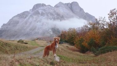  Nova Scotia Duck Tolling Retriever sisli bir dağ manzarasında duruyor ve uzaklığa bakıyor. Sis ve sonbahar renkleriyle çevrili sahne, doğayla olan bağlarını yakalar.