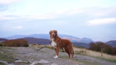 Nova Scotia Duck Tolling Retriever bir dağ yolunda duruyor. Köpek yolda. 