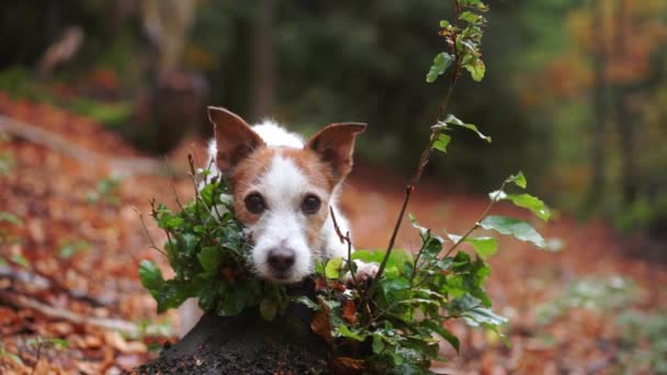 Sonbahar Nöbeti Meraklı Jack Russell Yeşilliklerden Bakıyor Doğada Evcil Hayvan — Stok video