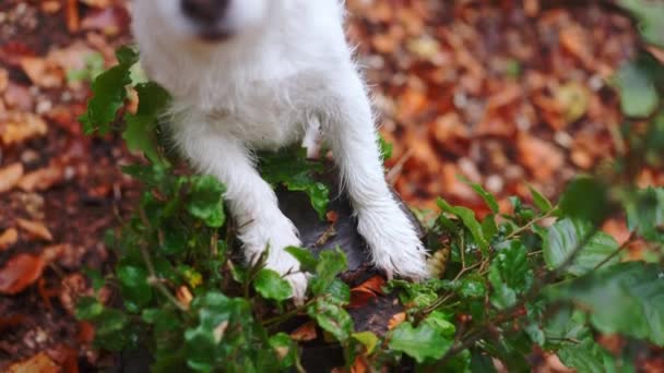 Autumn Watch Περίεργος Jack Russell Κρυφοκοιτάζει Μέσα Foliage Κατοικίδια Ζώα — Αρχείο Βίντεο