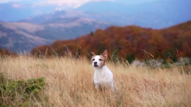 Arioso Prato Montagna Vigile Jack Russell Terrier Osserva Vasta Distesa — Video Stock