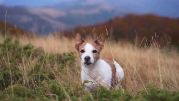 Prado Montaña Ventoso Vigilante Jack Russell Terrier Examina Vasta Extensión — Vídeos de Stock