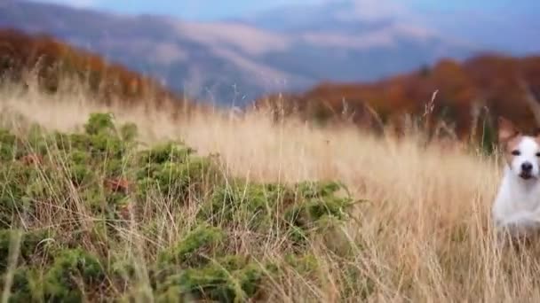 Prado Montanha Arejado Vigilante Jack Russell Terrier Examina Vasta Extensão — Vídeo de Stock