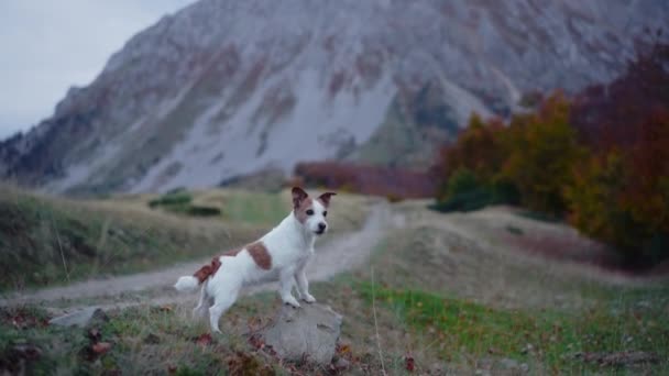 Vyrovnaný Pes Jack Russell Teriér Stojí Horské Stezce Majestátností Podzimních — Stock video