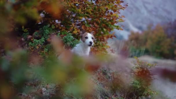 Kutya Hegyekben Egy Éber Jack Russell Terrier Bámul Őszi Leveleken — Stock videók